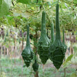 Gourd - Caveman's Club - Alliance of Native Seedkeepers - 