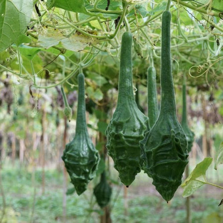 Gourd - Caveman's Club - Alliance of Native Seedkeepers - 