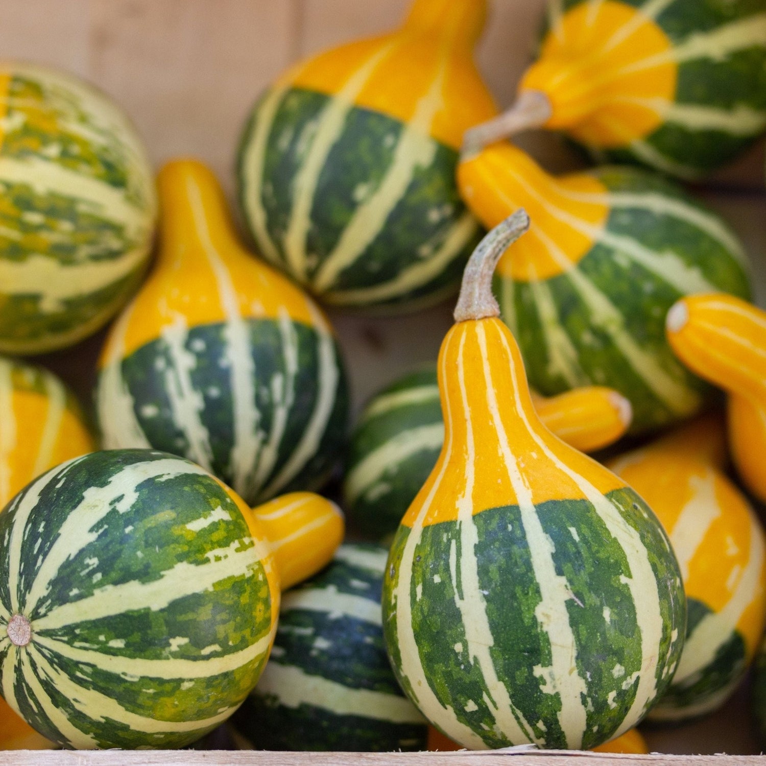 Gourd Seeds - Bi - Color Pear - Alliance of Native Seedkeepers - Vegetable Seeds