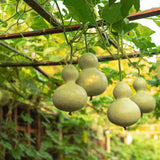 Gourd Seeds - Birdhouse Gourd - Alliance of Native Seedkeepers - Vegetable Seeds