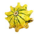 Gourd Seeds - Crown of Thorns Shenot - Alliance of Native Seedkeepers - Vegetable Seeds