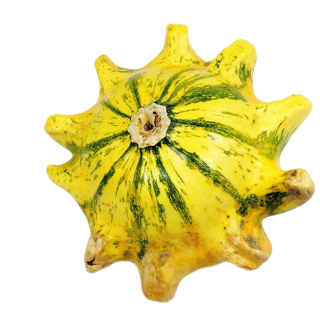 Gourd Seeds - Crown of Thorns Shenot - Alliance of Native Seedkeepers - Vegetable Seeds