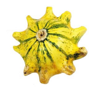 Gourd Seeds - Crown of Thorns Shenot - Alliance of Native Seedkeepers - Vegetable Seeds