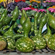 Gourd Seeds - Speckled Swan - Alliance of Native Seedkeepers - 