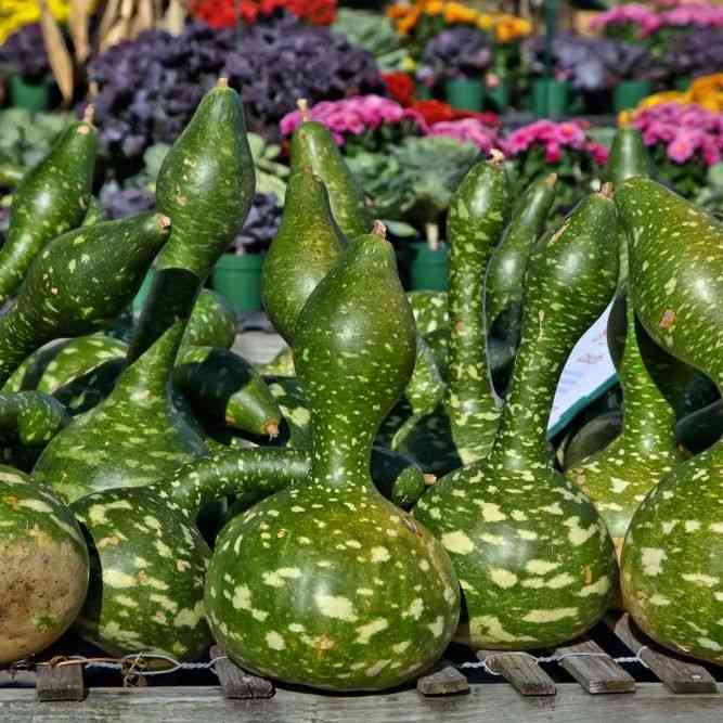 Speckled Swan Gourd Seeds