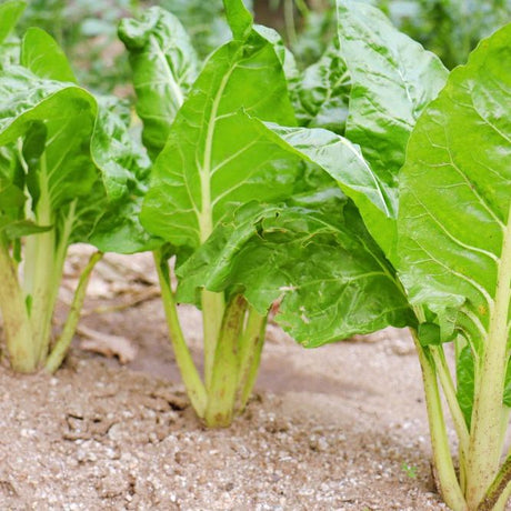 Japanese Chard - Umaina - Alliance of Native Seedkeepers - 