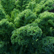 Kale Seeds - Vates Blue Scotch Curled - Alliance of Native Seedkeepers - Vegetable Seeds