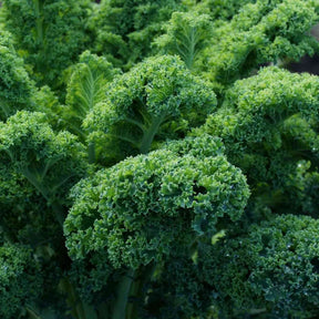Kale Seeds - Vates Blue Scotch Curled - Alliance of Native Seedkeepers - Vegetable Seeds