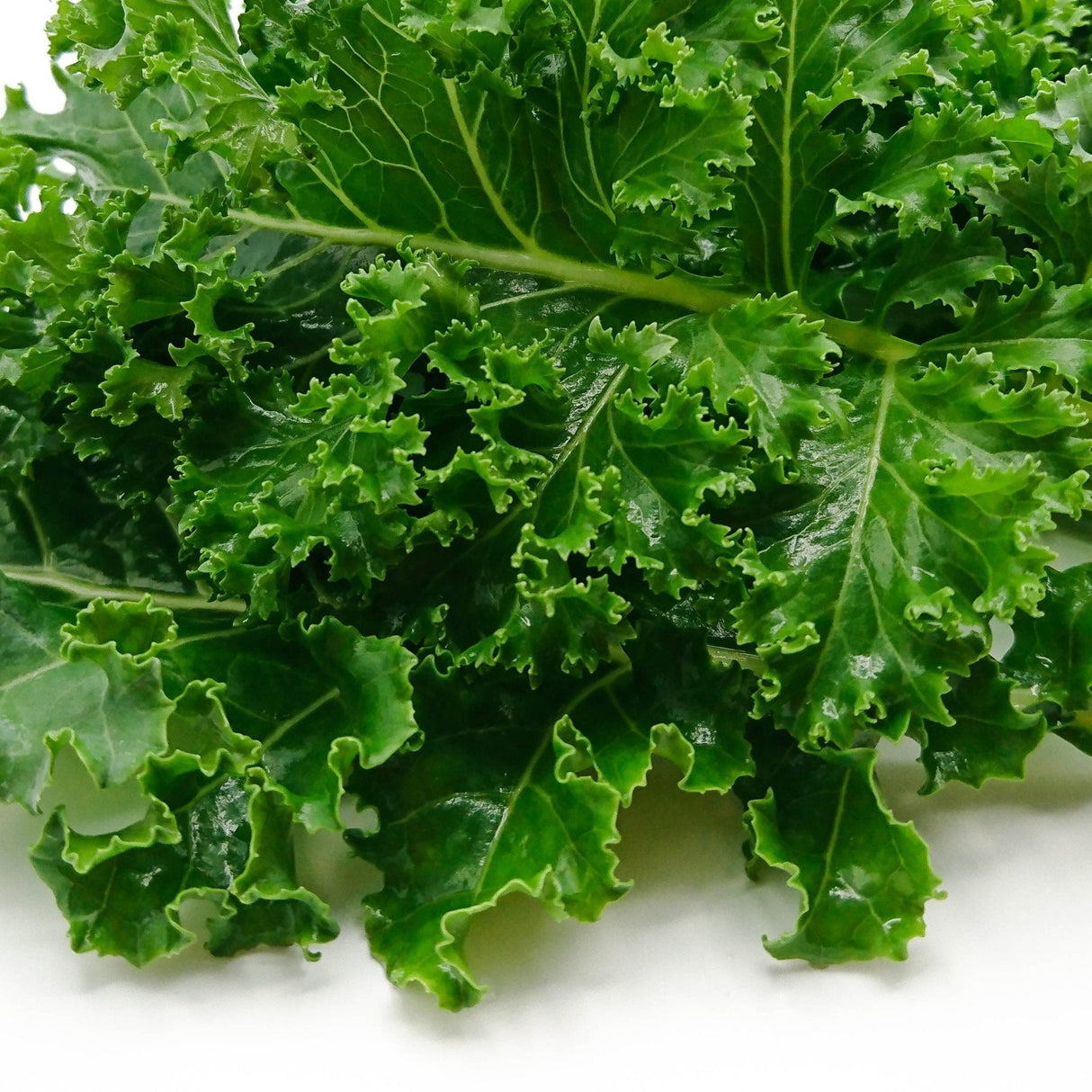 Kale Seeds - White Russian - Alliance of Native Seedkeepers - Vegetable Seeds