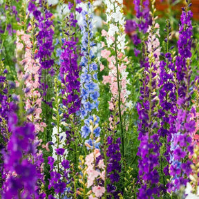 Dark Slate Gray Larkspur Seeds - Giant Imperial Mixed Color Larkspur Alliance Of Native Seedkeepers Flower Seeds