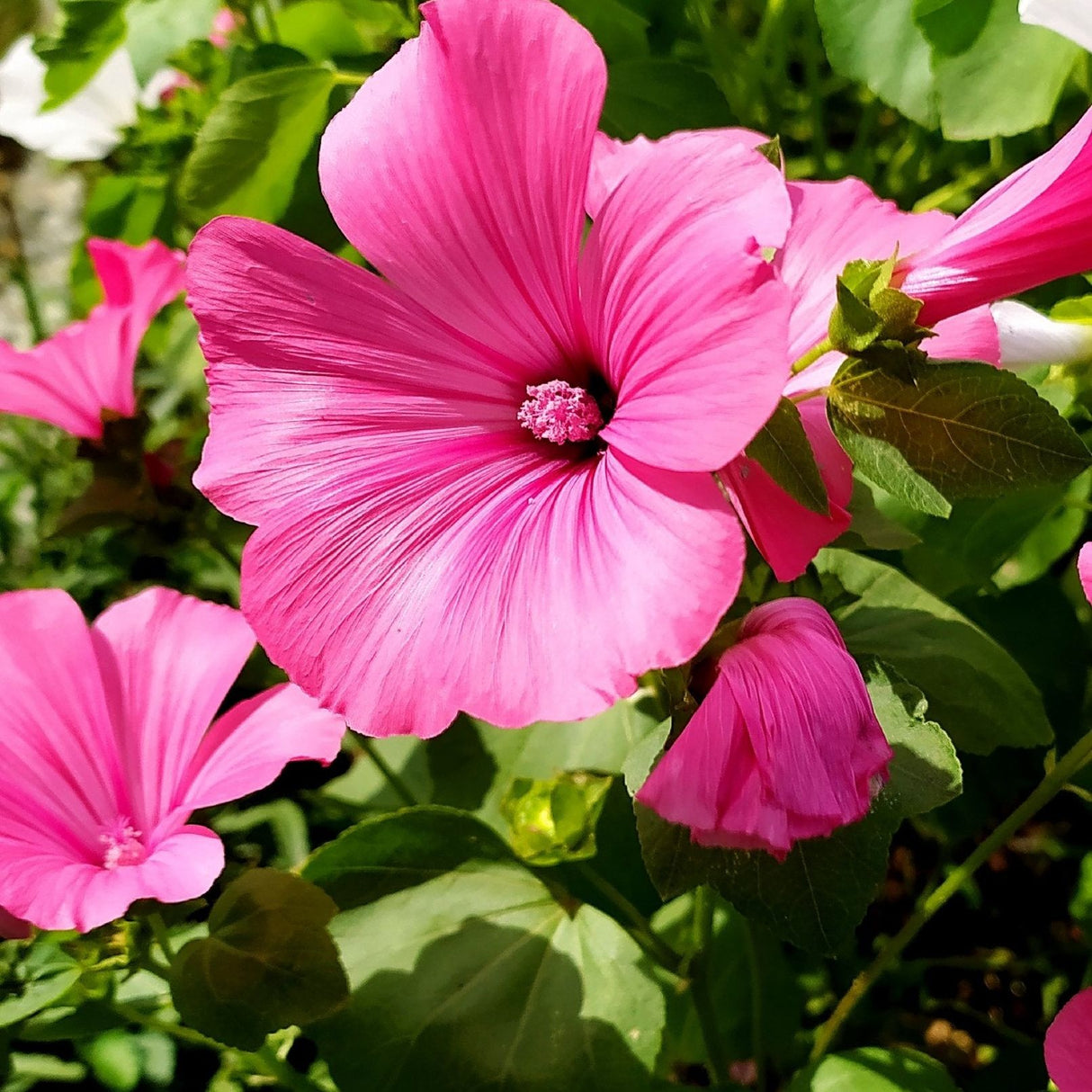 Lavatera Seeds - Rose Mallow - Alliance of Native Seedkeepers - Flower Seeds