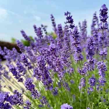 English Lavender (Vera)