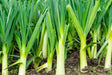 Leek Seeds - Carantan - Alliance of Native Seedkeepers - 