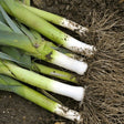 Leek Seeds - Giant Musselburgh - Alliance of Native Seedkeepers - 