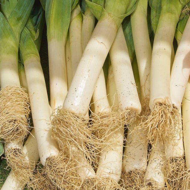 Leek Seeds - Large American Flag - Alliance of Native Seedkeepers - 