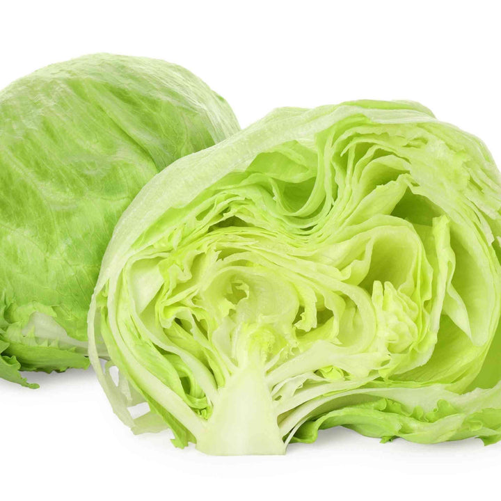 Batavian Great Lakes 118 Lettuce