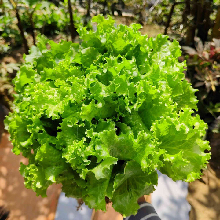 Black Seeded Simpson Lettuce
