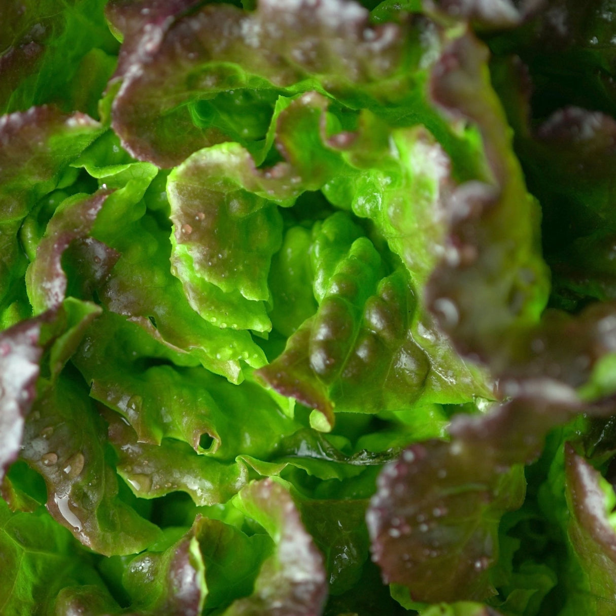 Lettuce Seeds - Bronze Mignonette - Alliance of Native Seedkeepers - Vegetable Seeds