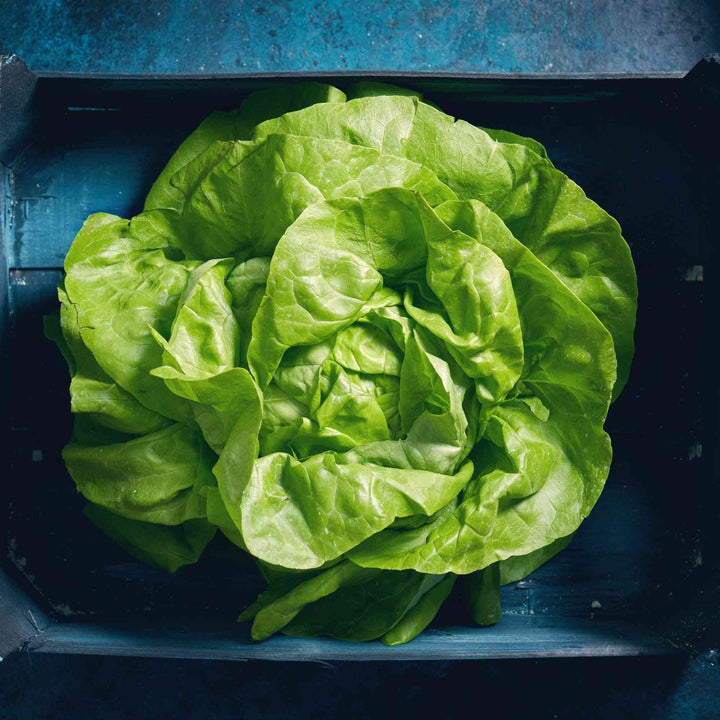 Buttercrunch Lettuce