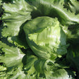 Lettuce Seeds - Crisphead Iceberg - Alliance of Native Seedkeepers - Vegetable Seeds