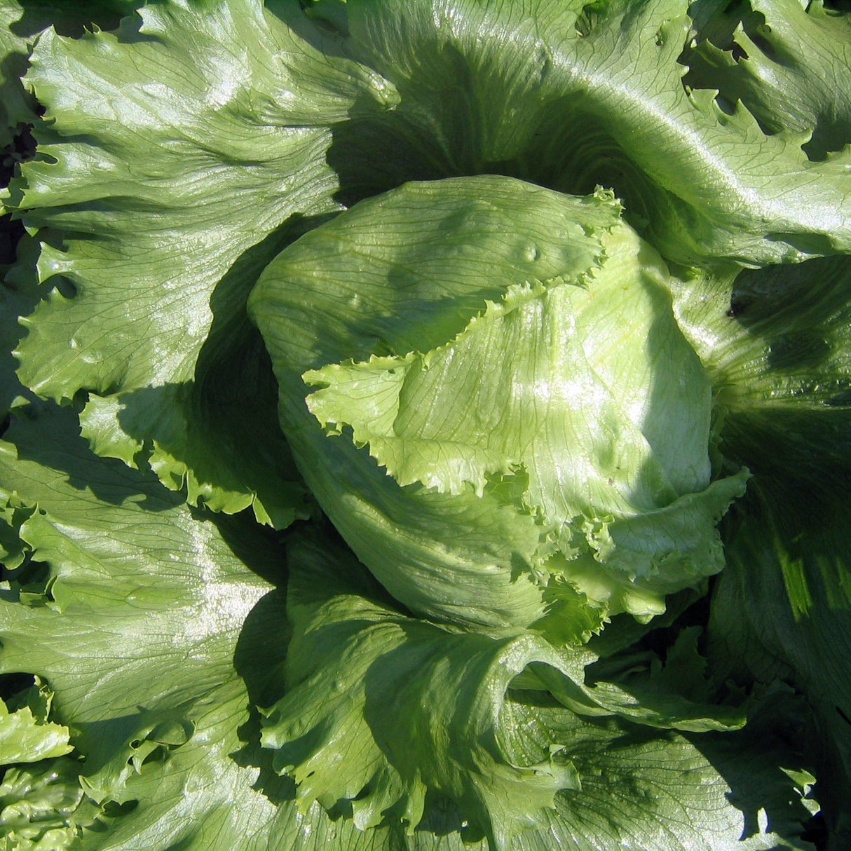 Lettuce Seeds - Crisphead Iceberg - Alliance of Native Seedkeepers - Vegetable Seeds