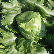 Lettuce Seeds - Crisphead Iceberg - Alliance of Native Seedkeepers - Vegetable Seeds