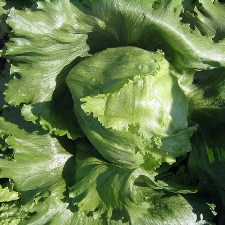 Lettuce Seeds - Crisphead Iceberg - Alliance of Native Seedkeepers - Vegetable Seeds