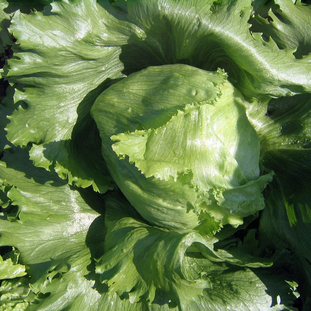 Lettuce Seeds - Crisphead Iceberg - Alliance of Native Seedkeepers - Vegetable Seeds