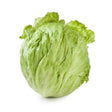 Lettuce Seeds - Hanson Improved Crisphead - Alliance of Native Seedkeepers - Vegetable Seeds
