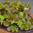 Lettuce Seeds - Leaf - Bronze Guard - Alliance of Native Seedkeepers - Vegetable Seeds