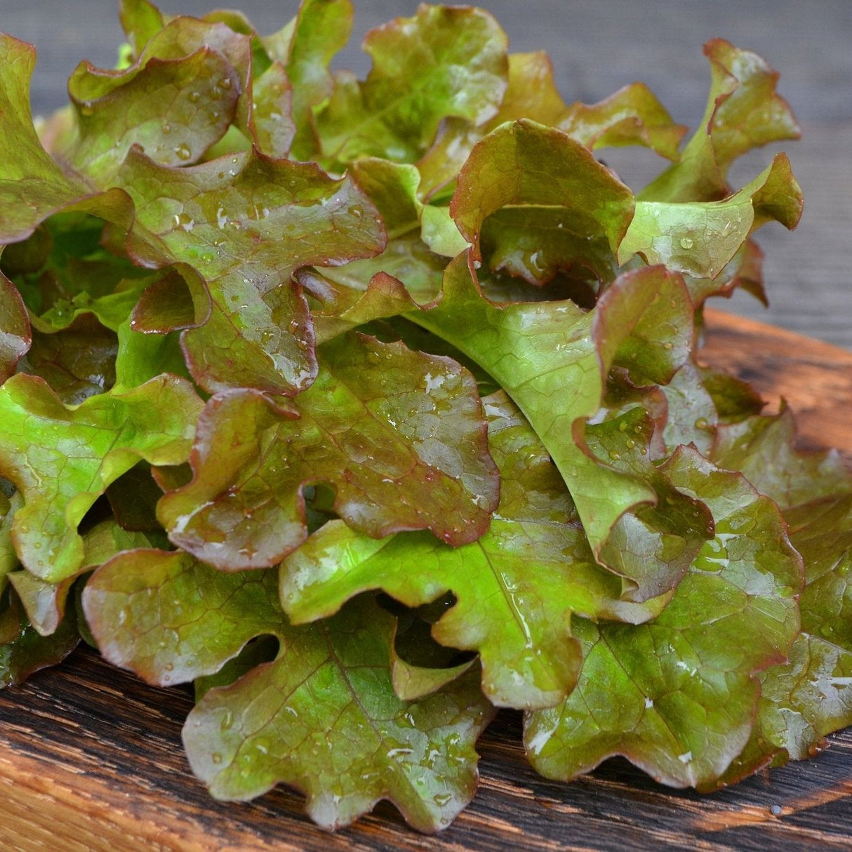 Lettuce Seeds - Leaf - Bronze Guard - Alliance of Native Seedkeepers - Vegetable Seeds