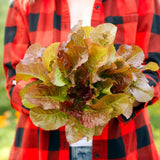 Lettuce Seeds - Prizehead Leaf - Alliance of Native Seedkeepers - Vegetable Seeds