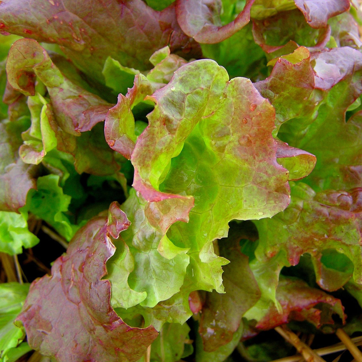 Lettuce Seeds - Red Sails Leaf - Alliance of Native Seedkeepers - Vegetable Seeds