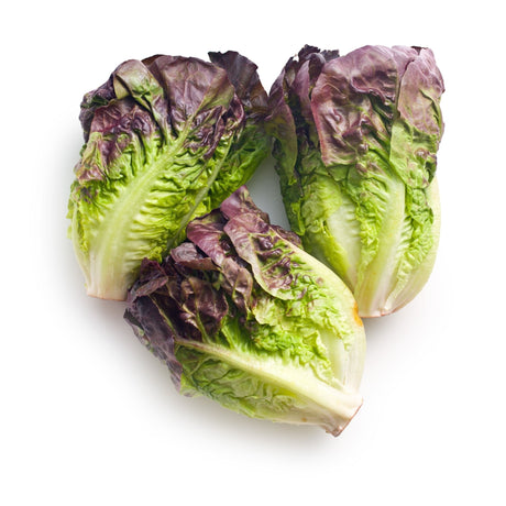 Lettuce Seeds - Romaine - Cimmaron - Alliance of Native Seedkeepers - Vegetable Seeds