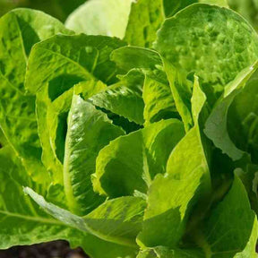 Lettuce Seeds - Romaine - Jericho - Alliance of Native Seedkeepers - 