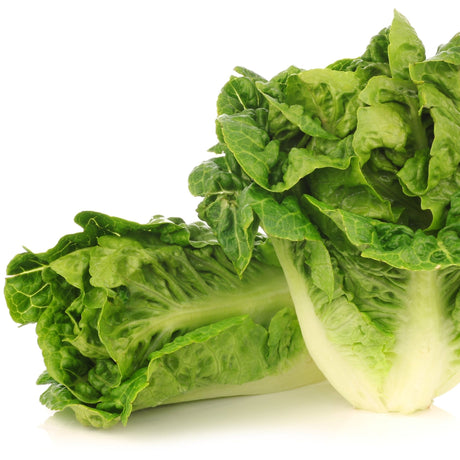 Lettuce Seeds - Romaine - Little Gem - Alliance of Native Seedkeepers - Vegetable Seeds