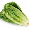 Lettuce Seeds - Romaine - Parris White Cos - Alliance of Native Seedkeepers - Vegetable Seeds