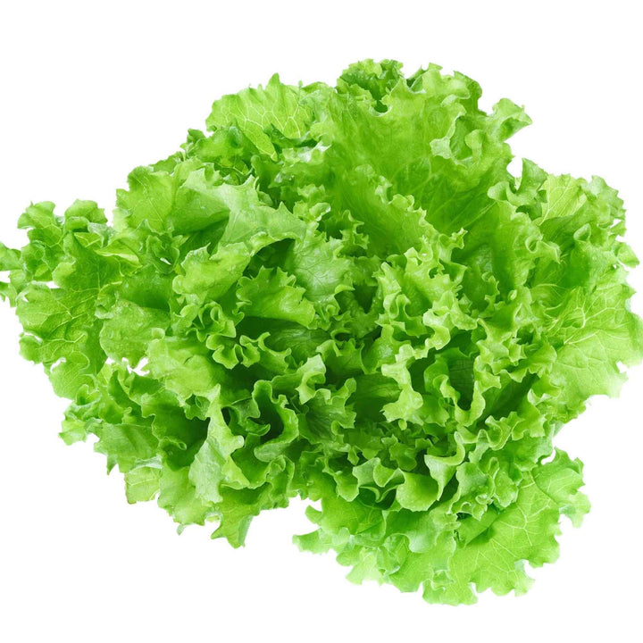 Tango Lettuce Seeds