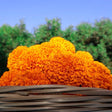 Marigold - African 'Hawaii' - Alliance of Native Seedkeepers - 