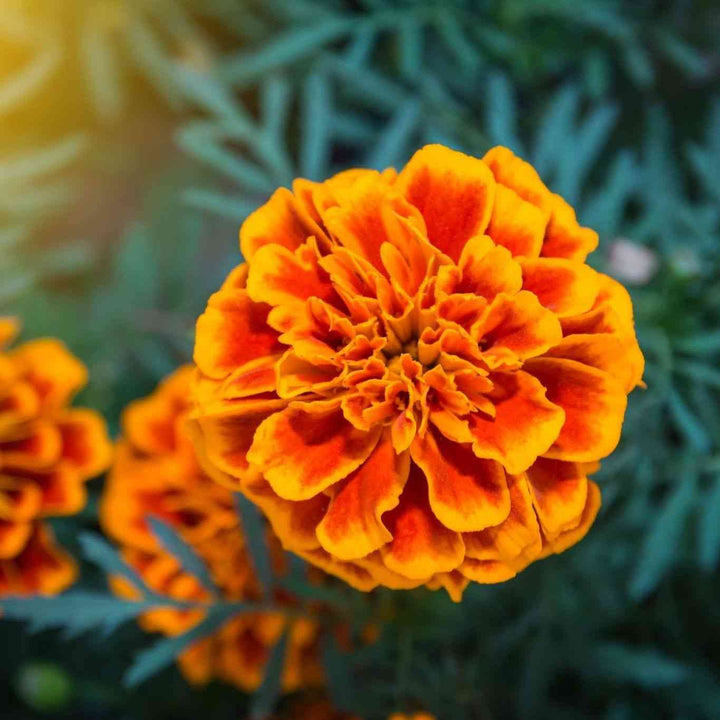 Dwarf French Mixed Marigold Seeds