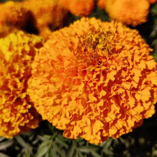 Chocolate Marigold Seeds - Giant Orange Alliance Of Native Seedkeepers Flower Seeds