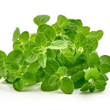 Marjoram Seeds - Sweet Marjoram - Alliance of Native Seedkeepers - Herb Seeds