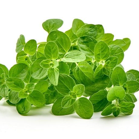 Marjoram Seeds - Sweet Marjoram - Alliance of Native Seedkeepers - Herb Seeds