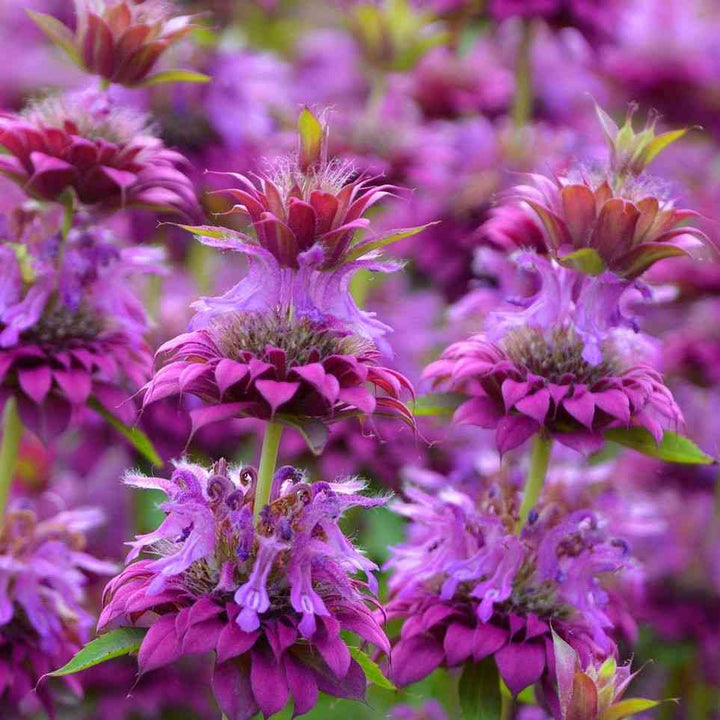 Lemon Bee Balm