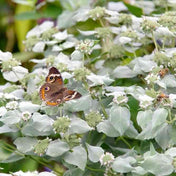 Mint Seeds - Mountain Mint - Alliance of Native Seedkeepers - Herb Seeds