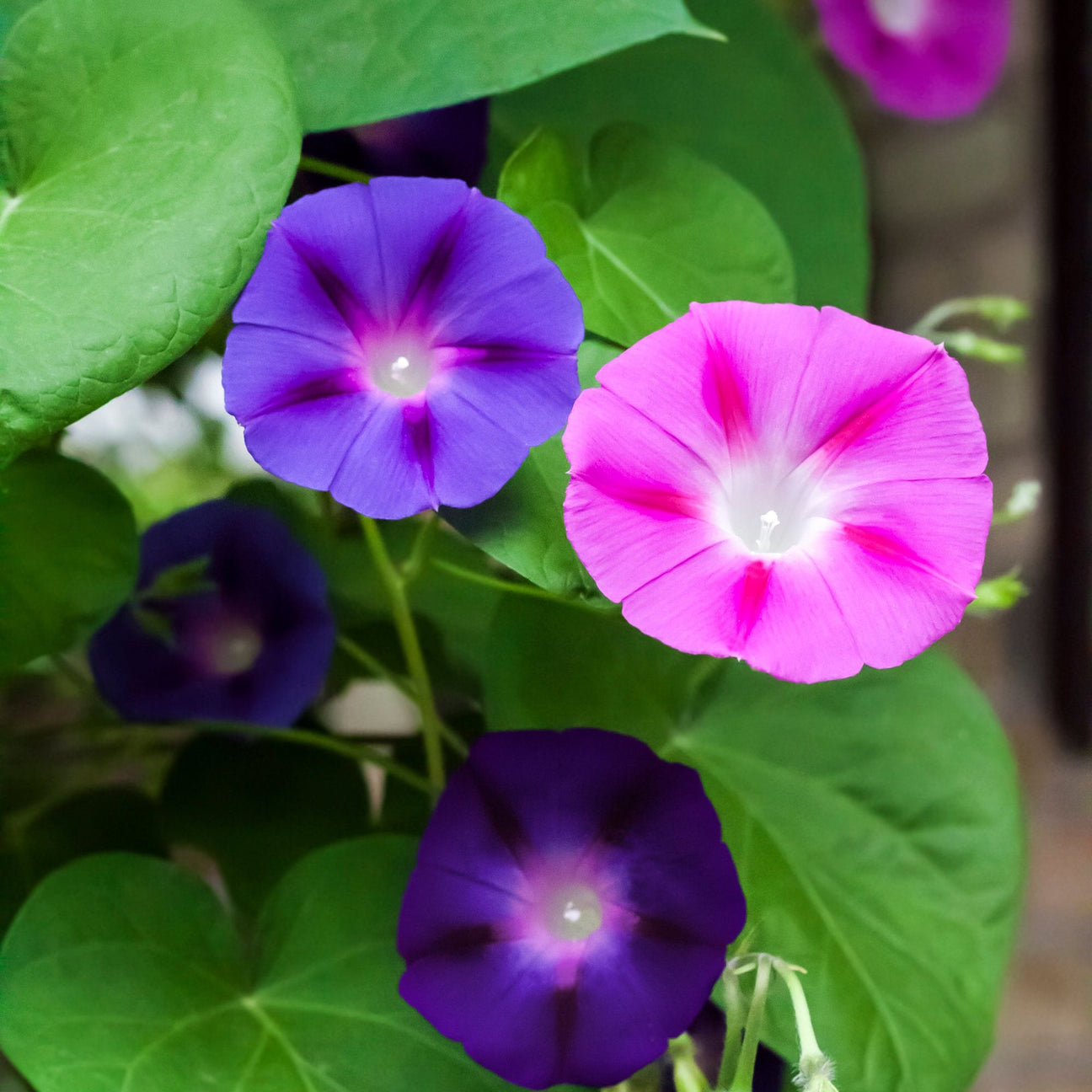 Morning Glory Seeds - Mixed Colors - Alliance of Native Seedkeepers - Flower Seeds