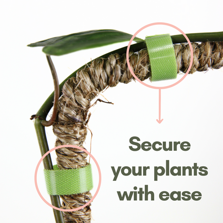 Mossify Plant Tape securing a plant to its support