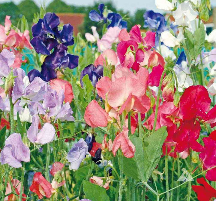 Early Multiflora Mix Sweet Pea Seeds