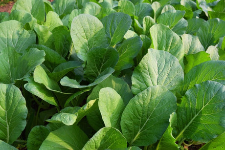 Mustard Seeds - Florida Broadleaf - Alliance of Native Seedkeepers - 