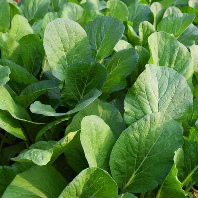 Florida Broadleaf